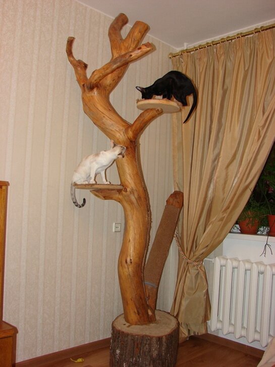 кошачье дерево